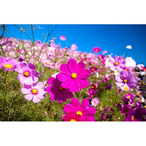 [1Lạng] Hạt Giống Hoa Sao Nhái Siêu Bông