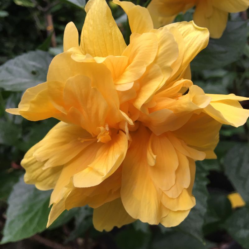 Hoa dâm bụt, cây dâm bụt thái màu vàng hoa kép, hoa quanh năm (ảnh thật)