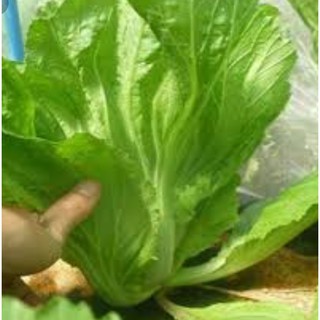 20GR - HẠT GIỐNG CẢI BẸ DƯA
