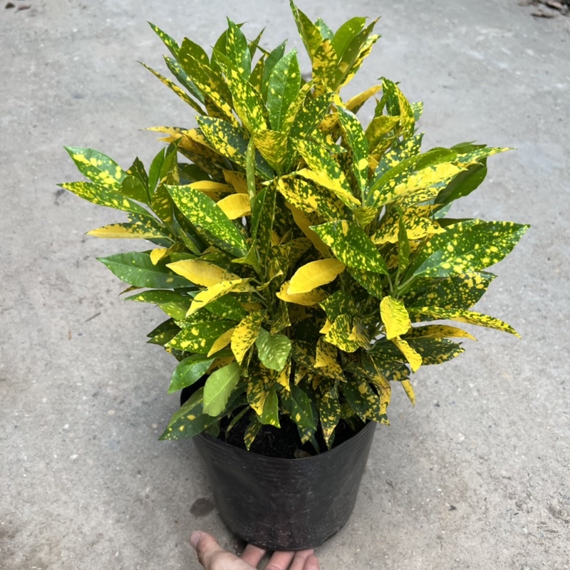 Cây cô tòng vàng anh cao 25-30cm, cây cảnh trồng ven tường, trang trí sân vườn và công viên