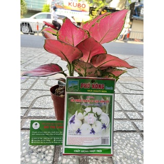 Hạt giống cà pháo cao sản gói 0.5gr
