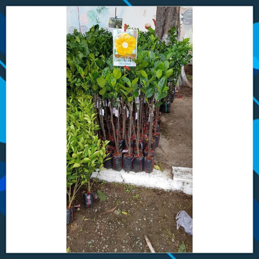 ☘️ Cây Giống ☘️ Cây Giống Mít Thái Siêu Sớm Changai Siêu Ngọt Cây Bền Dễ Trồng SAMSON GARDEN