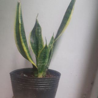 Cây lưỡi hổ Thái