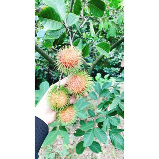 [HCM- BÌNH THẠNH] - Chôm chôm (ảnh thật)