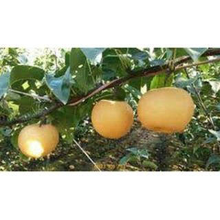 CÂY GIỐNG LÊ VÀNG
