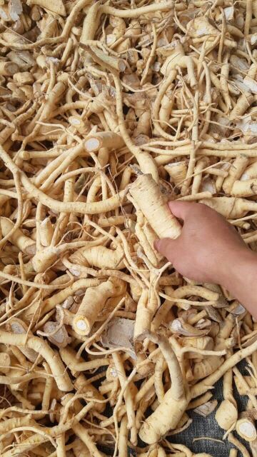 Rễ đinh lăng nếp rời[1kg] tươi ngon lâu năm