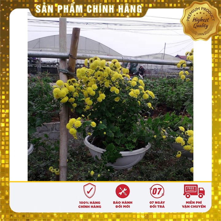 Hạt giống hoa cúc rủ LUCKY SEEDS