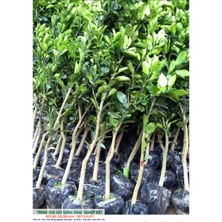 CÂY GIỐNG BƯỞI ĐỎ LUẬN VĂN