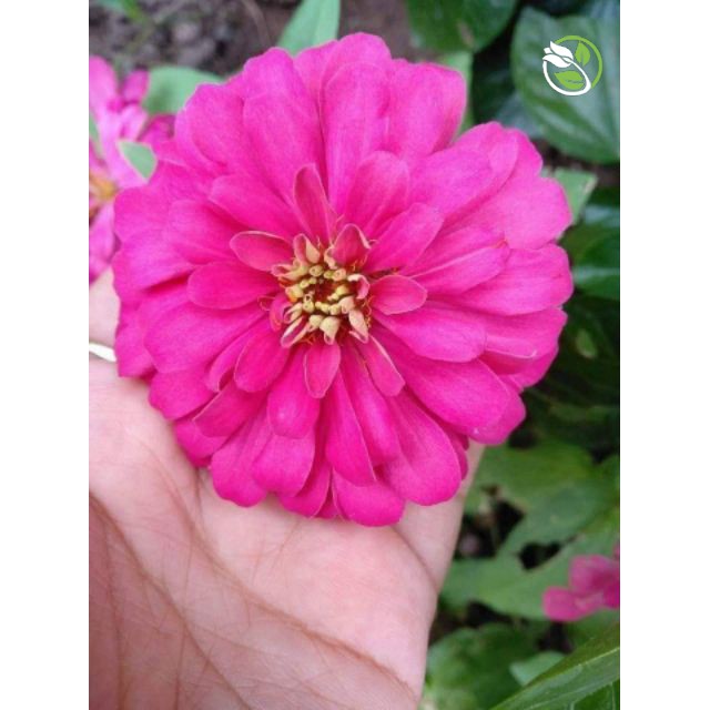 Hạt Giống Hoa Cúc Lá Nhám MIX PN-12 Phú Nông - Gói 0.2g - Zinnia Elegans Mix