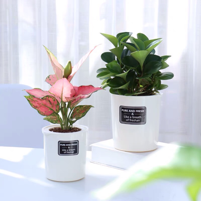 Chậu trồng cây Oliz-TA0 Có khả năng tự tưới nước tặng giá đỡ bằng gỗ, thiết kế theo phong cách vintage