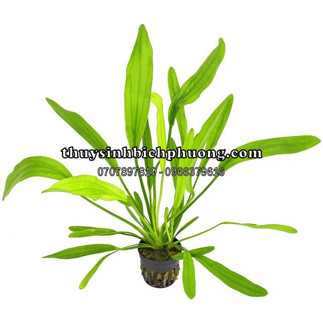 CÂY LƯỠI MÈO THỦY SINH DỄ PHÁT TRIỂN KHÔNG CO2 TRỒNG HẬU CẢNH ĐẸP