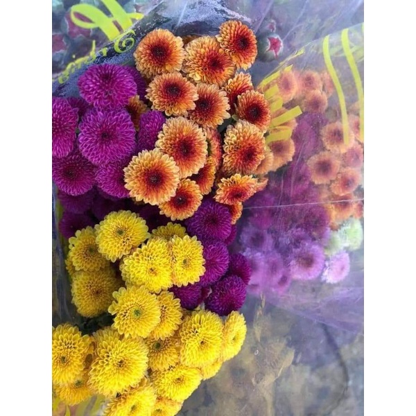 😍😍😍sỉ lẻ cúc giống số lượng lớn.