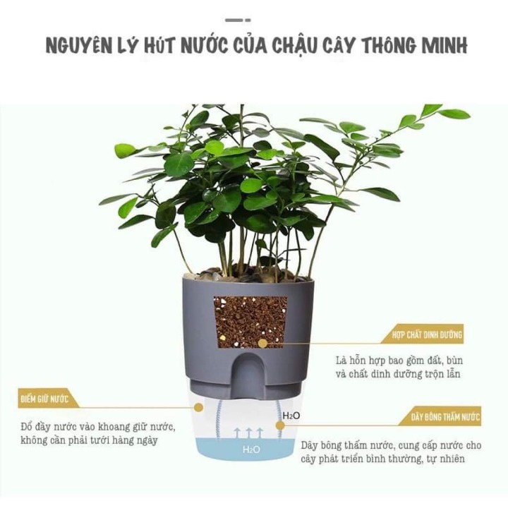Chậu trồng cây để bàn thông minh cỡ nhỏ Oliz Có chức năng tự tưới nước cho cây
