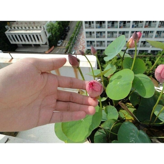 HẠT SEN NHẬT MINI 9 MÀU(20 hạt)