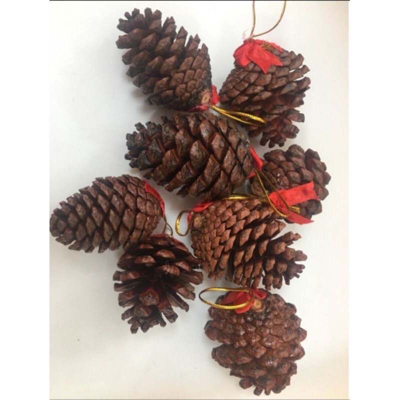 Trái thông nhũ vàng, trái thông tự nhiên - Set 10 trái thông trang trí cây thông noel-hình thật
