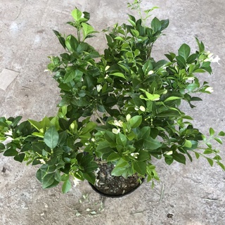 CÂY NGUYỆT QUẾ