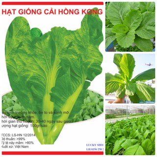 Hạt giống cải Hồng Kông F1 - 20 gr