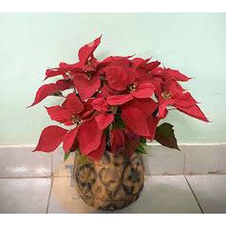 Gói 100 hạt giống cây trạng nguyên màu đỏ