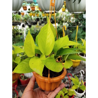 Trầu bà vàng / trầu bà thái vàng mini