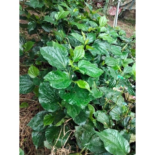 Lá Lốt Tươi 30k/500gr