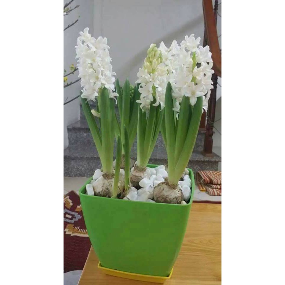 Củ hoa tiên ông hà lan