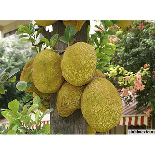 Mít Thái Ruột Đỏ Sơ Đỏ