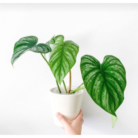 Cây Philodendron Mamei Silver Cloud - Philodendron Lá Bạc - Philodendron Mamei