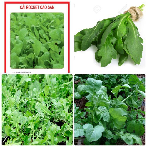 Hạt giống rau cải rocket cao sản 5gr/gói vnnn