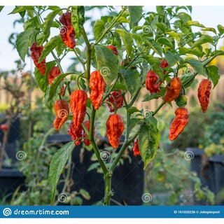 Hạt giống ớt siêu cay Ghost chilli pepper