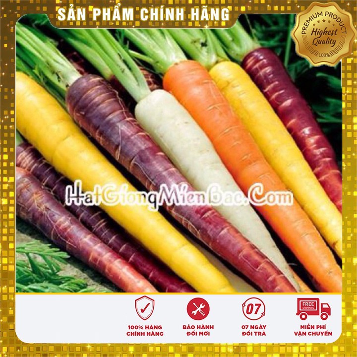 Hạt Giống Cà Rốt Nhiều Màu(100 hạt)