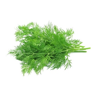 Hạt giống thì là ~ thì là ~ cây chăm sóc sức khỏe tuyệt vời 100h
