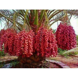 Gói 10 hạt giống cây chà là Thái Lan