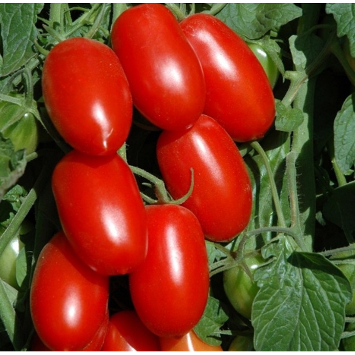 Hạt giống Cà chua bi nhót cây cao - Nảy mầm tốt - Tặng kèm 1 gói bón lá và 1 gói kích nảy mầm, có tờ hướng dẫn trồng