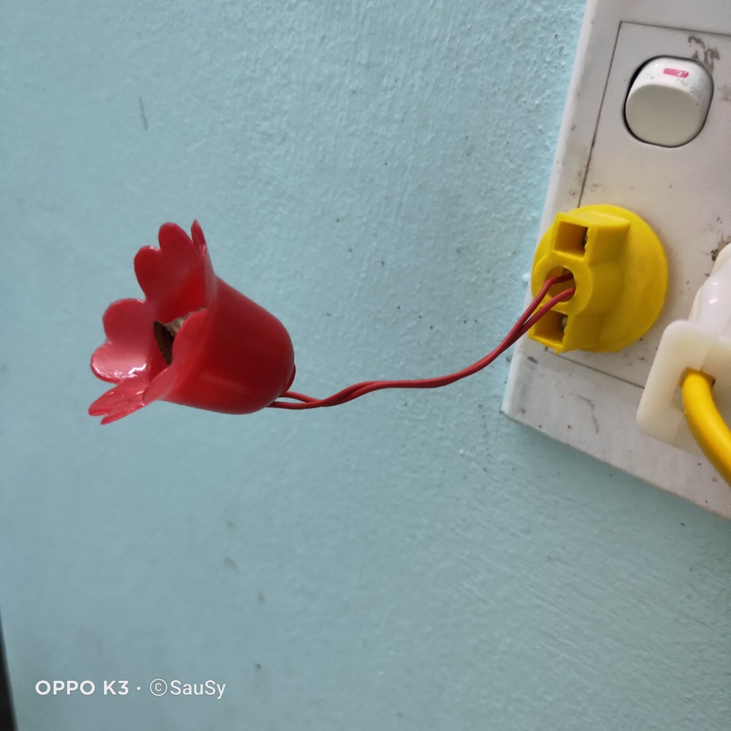 Đui bóng quả nhót, đui đèn ngủ