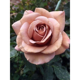 Koko loko rose