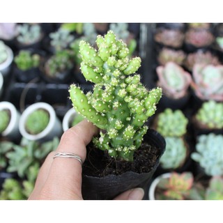 Xương Rồng Xanh