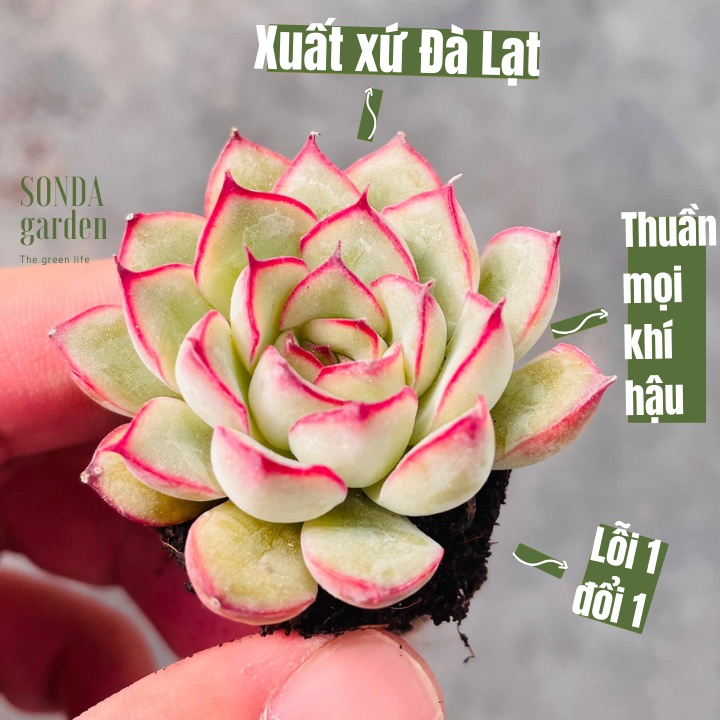 Sen đá viền hồng SONDA GARDEN size mini 2,5-4cm, xuất xứ Đà Lạt, khoẻ đẹp, lỗi 1 đổi 1