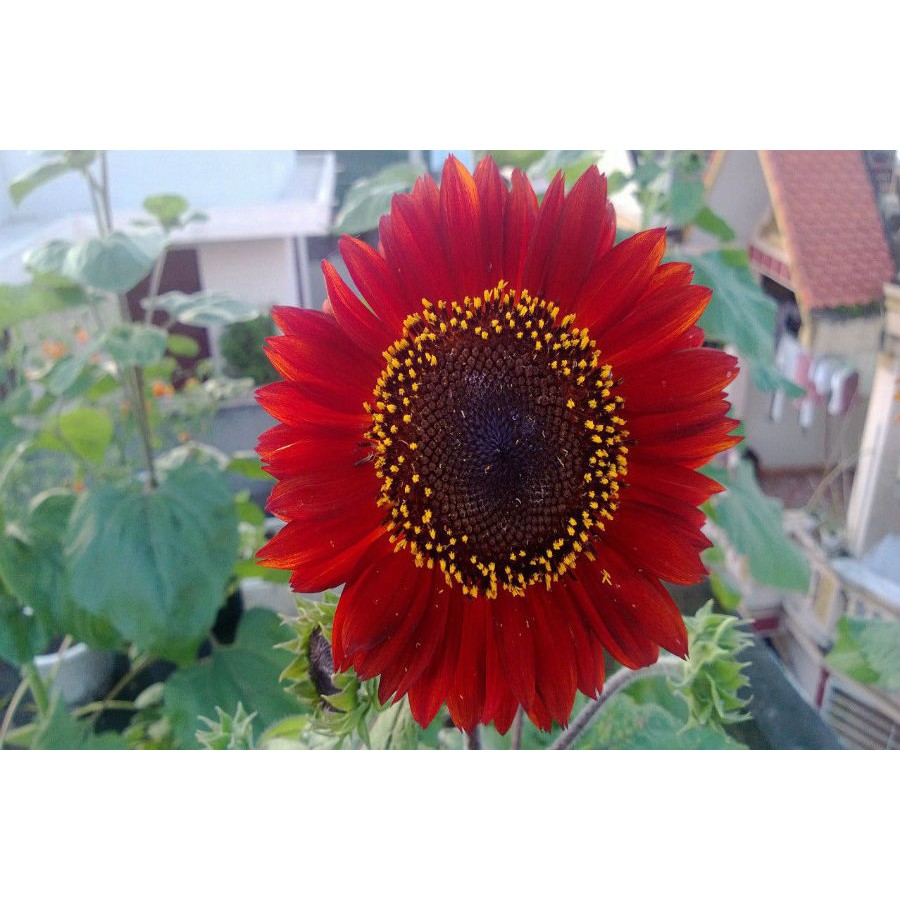 Gói 30 Hạt Giống Hoa Hướng Dương Đỏ Red Sun - Nanuseeds