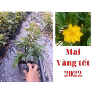 Mai vàng giảo thủ đức 9 đến 12 cánh