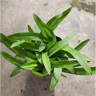 Cây bao tử/ cỏ bao tử