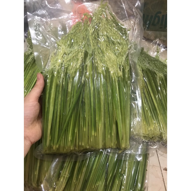 1kg Đòng đòng lúa nếp