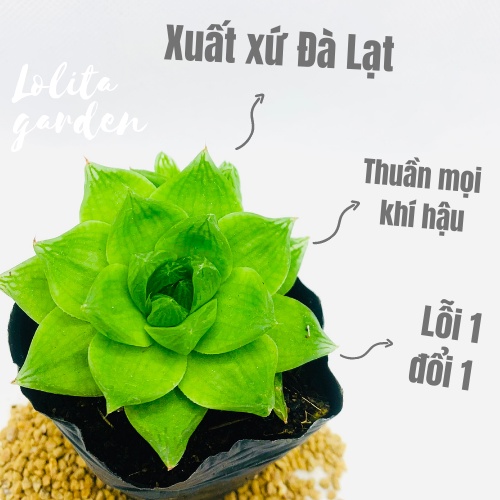 SEN ĐÁ NGỌC LÁ LỚN SIZE BÉ, HÀNG ĐÀ LẠT, SIÊU XINH SIÊU KHỎE, LỖI 1 ĐỔI 1