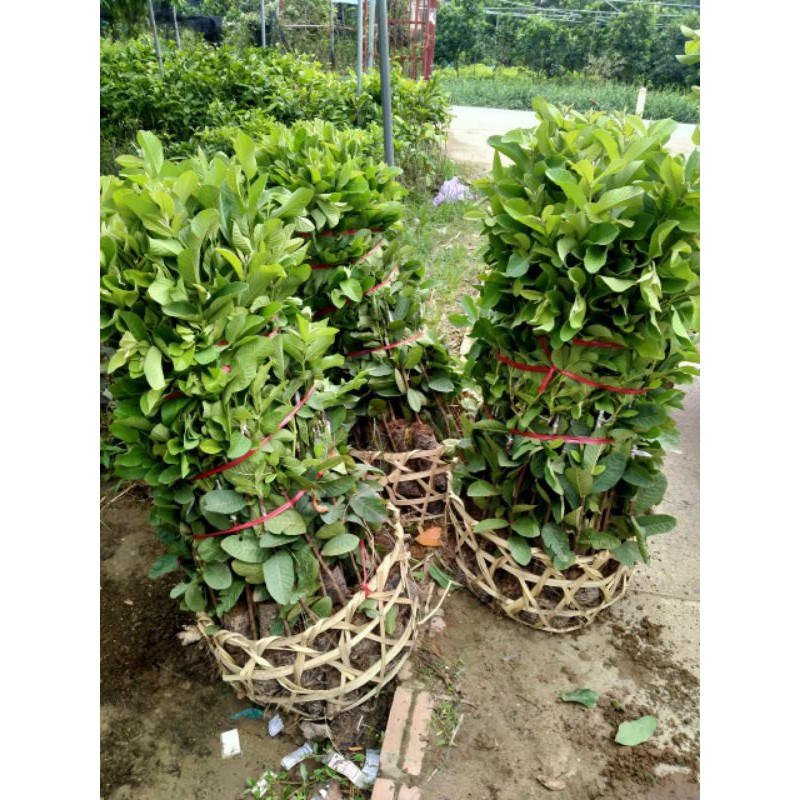 cây giống ổi lê