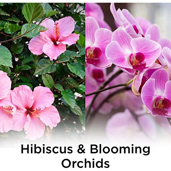 Tinh Dầu Air Wick Essential Oils Hương Hibiscus and Blooming Orchids [Hàng Mỹ]