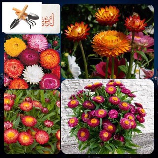 🌟HẠT GIỐNG HOA CÚC BẤT TỬ MIX🌟 DỄ TRỒNG VÔ CÙNG ĐẸP TRỒNG HOA TẾT