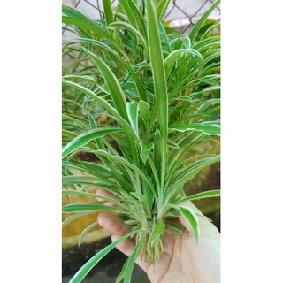Cây giống cỏ lan chi