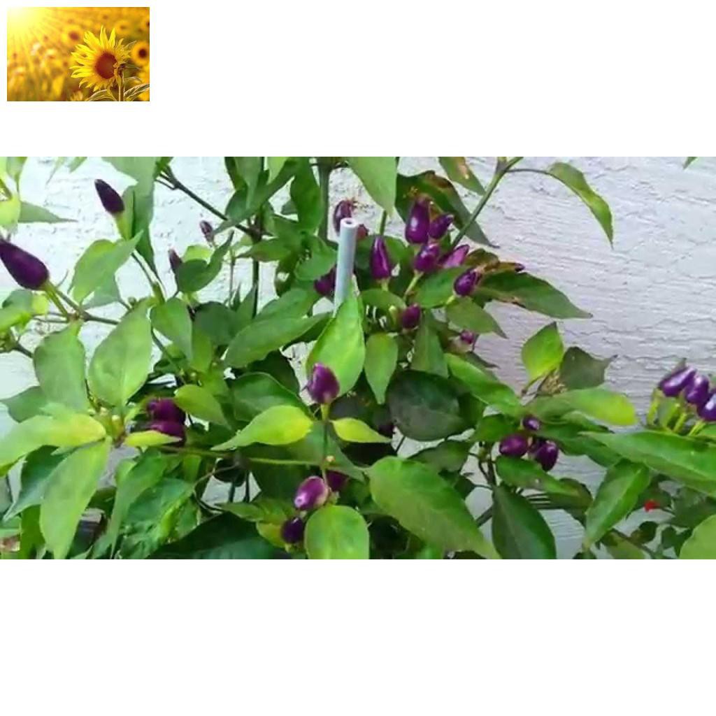 Hạt Giống Ớt Tím  - Giàu Dinh Dưỡng, Năng Suất Cao - MUA 3 TẶNG 1 CÙNG LOẠI