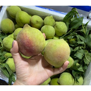 CÂY GIỐNG ĐÀO MỎ QUẠ SAPA (ĐÀO LÔNG) SIÊU NGỌT