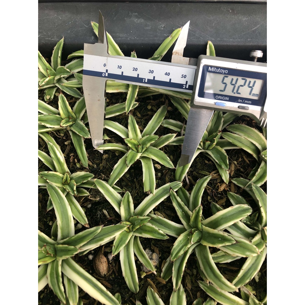 Xương rồng dứa Agave Victoria - có tặng đất trồng