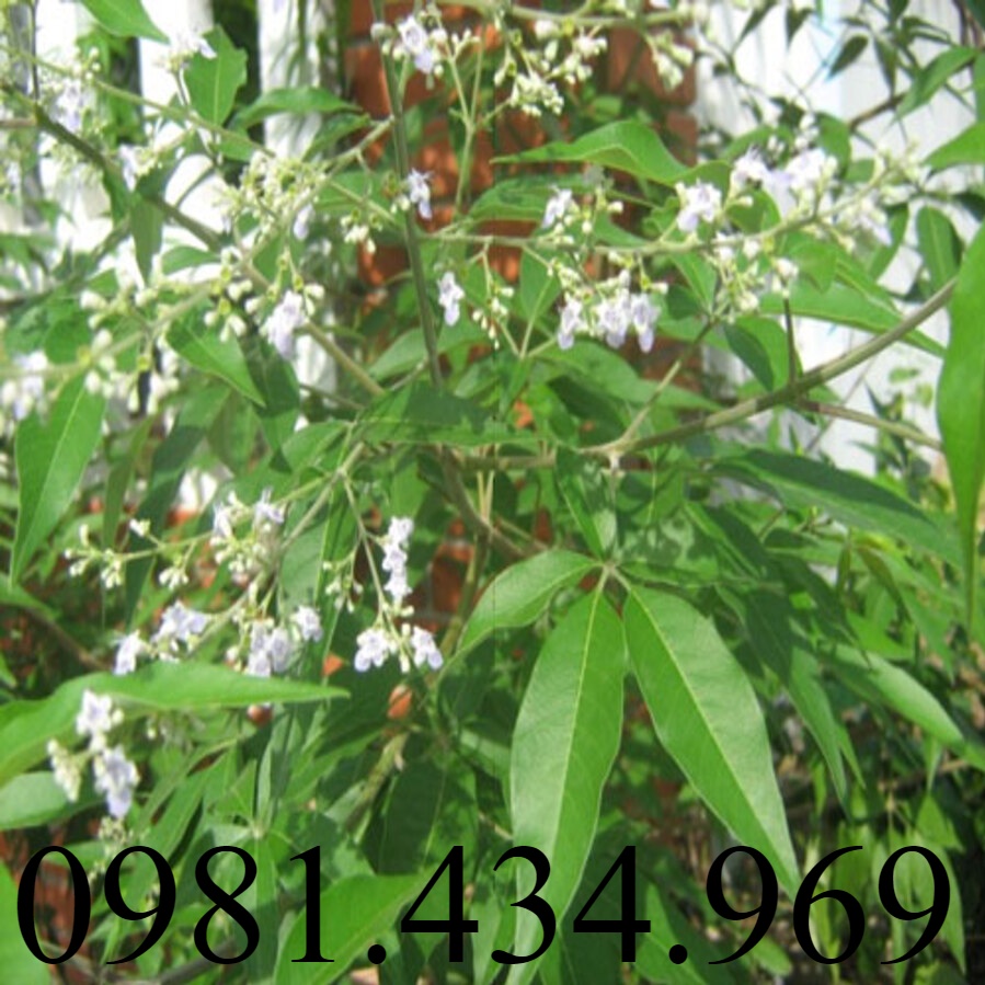 Cây Ngũ Chảo Châm Chim -  Loại 01